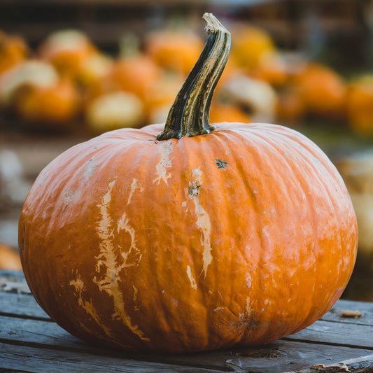 Best Pumpkin Patches on the Front Range